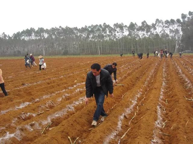 这样种甘蔗，简单、高产、没虫、少病害