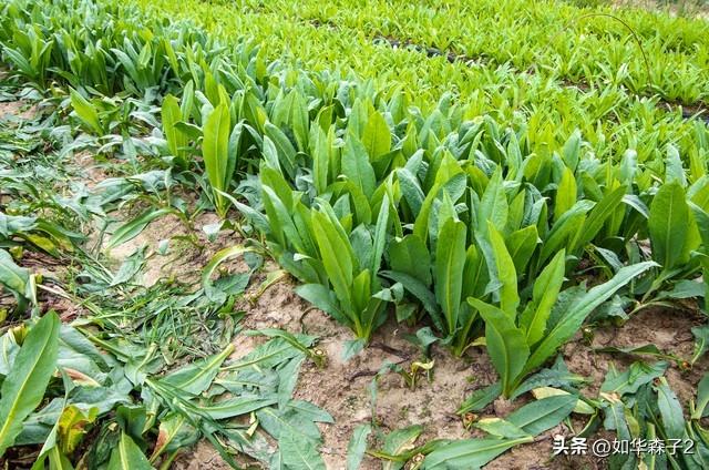 莴笋种植方法：播种到采收，掌握6个技巧，莴笋优质又高产