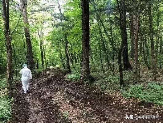 “精气神”黑山猪是怎样炼成的？东北防控非瘟生产实践