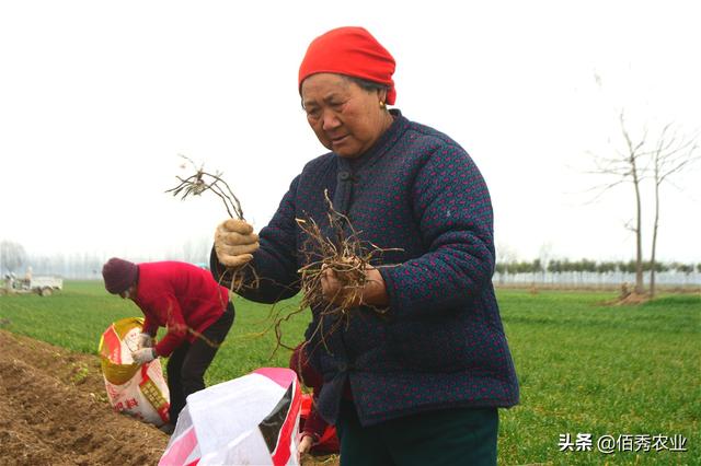 农村人怎样才能种好何首乌？掌握4种方法，品质好才能多赚钱