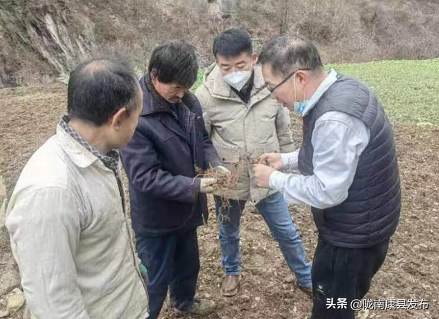 冬耕播种忙不停 “神仙草”种植基地初见形