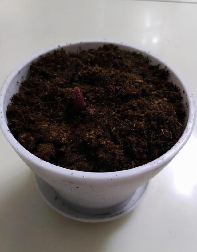 洁白的葱兰要怎么养？植株轻松开出漂亮的白花