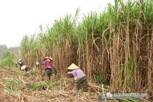 发展巨菌草—生态养殖模式，践行绿色发展理念