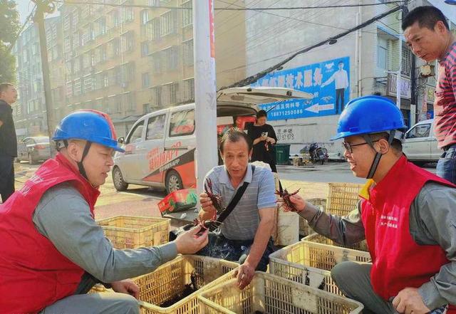 亩产超610斤！“鄂电红马甲”助力精养小龙虾打造“汉川模式”