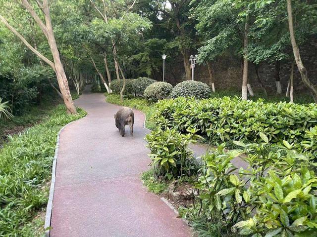 北京石景山发现野猪，钻入小区树林遁逃，野猪泛滥可以捕杀吗？