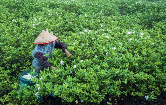 这个夏天，醉倒宜春这片花海中