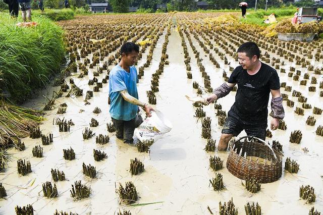 贵州凯里：稻鱼共生双丰收