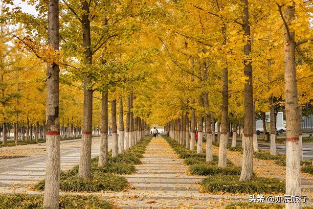 中国最美十大银杏风景观赏地，秋季看银杏叶的地方，你去过几个？