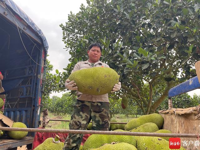 飘香十里！昌江千亩菠萝蜜迎来大丰收