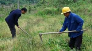 江西种植葛根(便江街道：葛根致富路脱贫新“良方”)