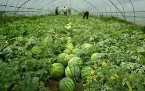 种植什么山野菜来钱快(400亩荒山栽山野菜，三年以后收益翻倍，来看丹东农村的致富之道)