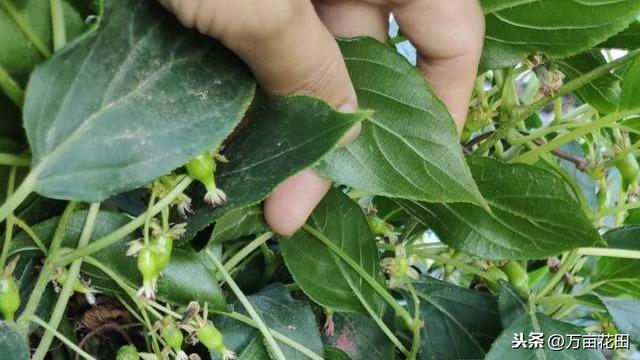 和枣子一样的猕猴桃：软枣猕猴桃的种植管理知识和高产的方法分享