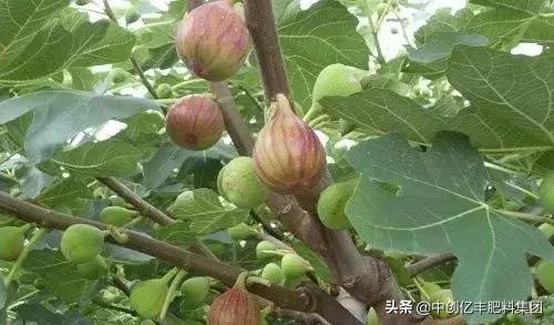 无花果种植效益及前景分析