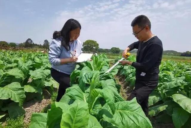 农民要注意了！这几种禁止种植的作物，后果很严重