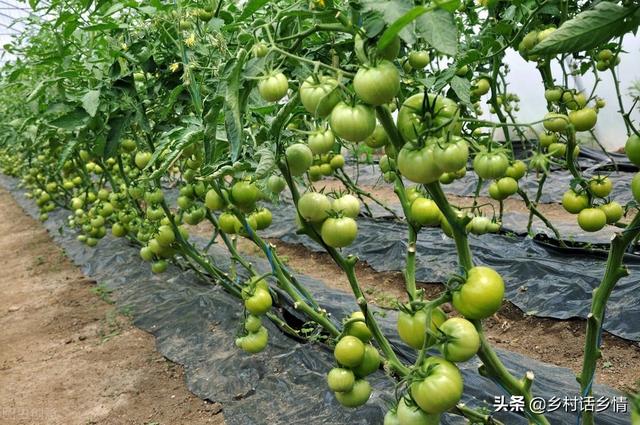 种植瓜果、茄果、豆角类，记住这三个方法，花多果多产量高