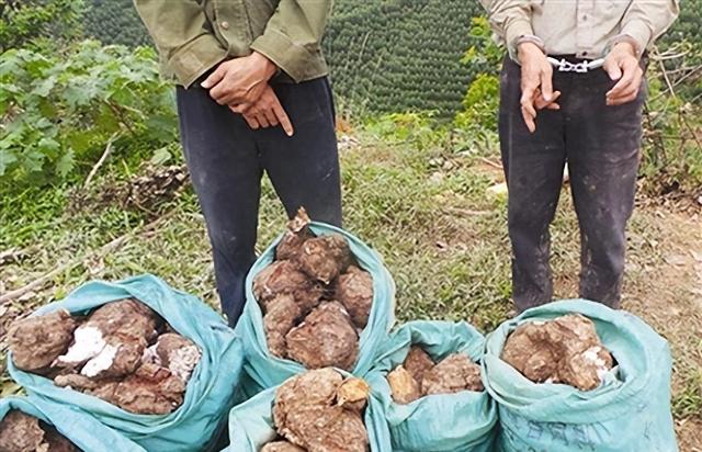 土茯苓种植：轻松掌握挑战与机遇！