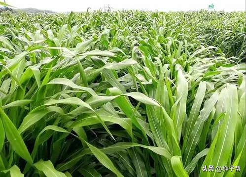 一亩墨西哥玉米草，顶得上3~5亩青贮玉米，种植需要注意哪些要点