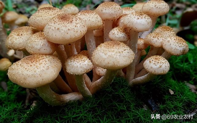 珍稀食用菌全产业链(种植加工生产线)项目可行性报告案例