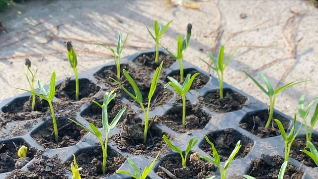 立春后，南方可以育苗的8种蔬菜，赶紧行动起来，别错过了季节