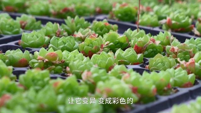 宝山80后“花农”和他的多肉花园