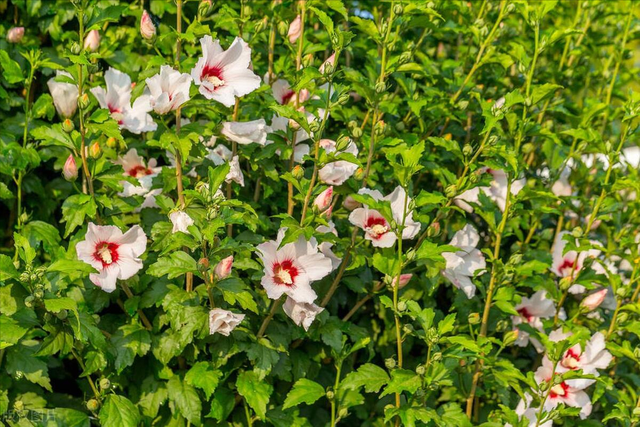 木槿花夏天热不死开最旺，花朵摘下来可以油炸、熬汤、美味极啦