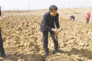 宁夏中草药种植基地(搞科研、斗害虫，这把“榔头”种出金甘草)