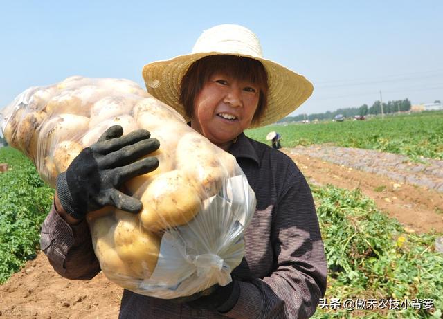 植物生长调节剂＝激素？其功能作用、药害症状及补救方法有哪些？