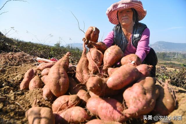 农民种地瓜怎样才能实现高产优收？分享5个种植管理技巧