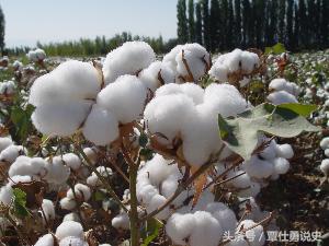 冷空气袭来，棉衣上身，说说我国古代棉花种植业的漫长发展史