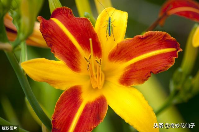 在阳台种上一排黄花菜盆栽，采摘晾干足够煲一年汤