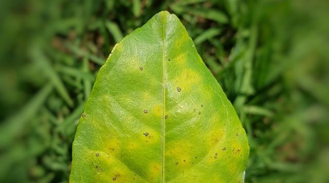 矮柠檬树的种植、生长和护理指南