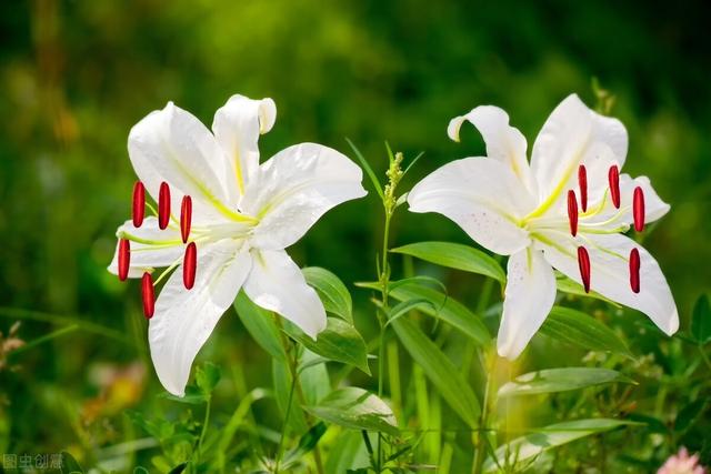 “百年好合之花”百合的种植方法和时间介绍