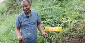 中药材的农村种植(农村小伙负债三百万创业，扎根深山种植中药材，带一千户农民致富)