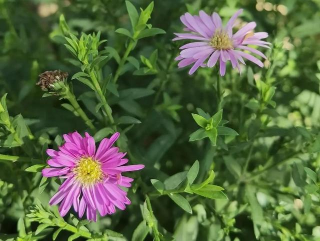 我的花草日记——今天的小院今天的花儿