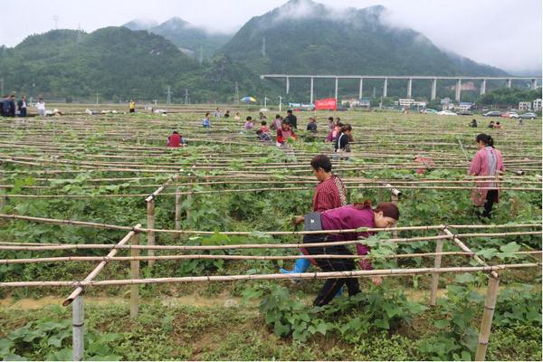 思南塘头：龙须菜正当季，喜笑颜开采摘忙