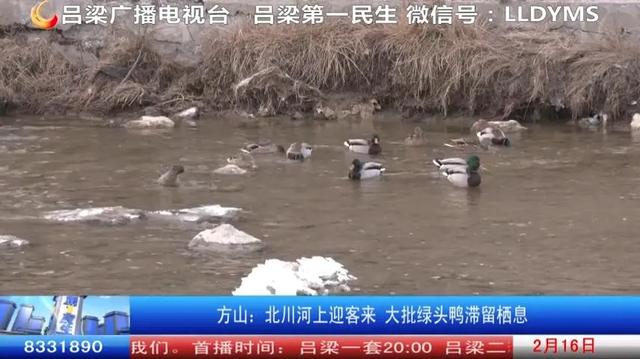 方山：北川河上迎客来 大批绿头鸭滞留栖息