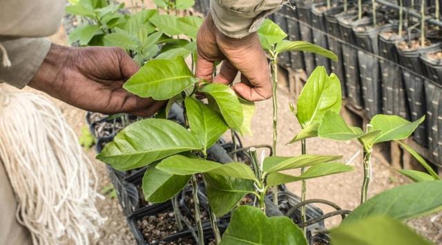 矮柠檬树的种植、生长和护理指南