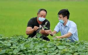 白花蛇舌草种植(金融赋能 建设银行裕农贷款助力共同富裕)