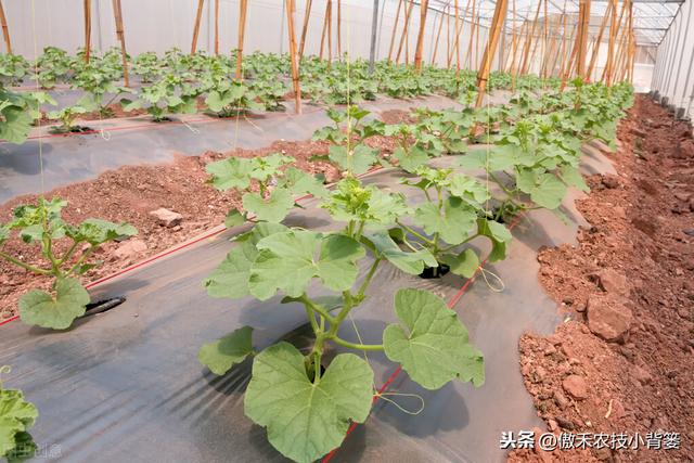 根结线虫难防又难治！种植瓜果蔬菜如何全面彻底的防治根结线虫？