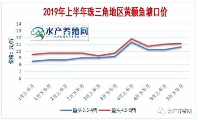 新品种越来越受欢迎，鱼价慢慢升高，黄颡鱼今年利润会更好？