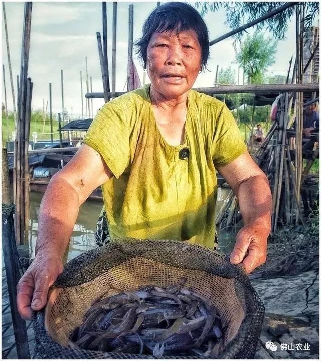 煲仔饭、老火汤……国庆佛山“寻味”清单，下午就出发！