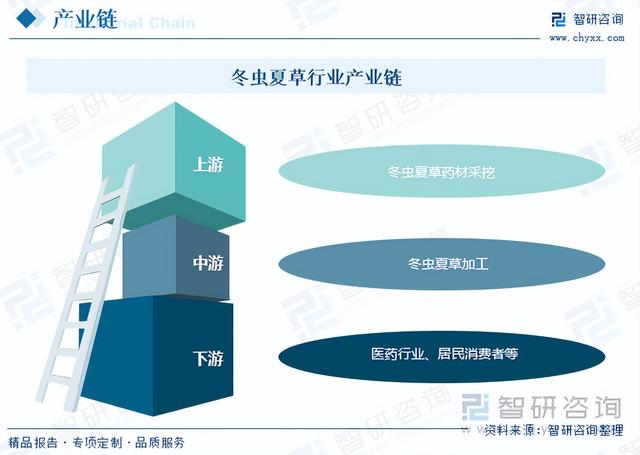 智研咨询报告：冬虫夏草行业市场现状及未来发展趋势预测分析