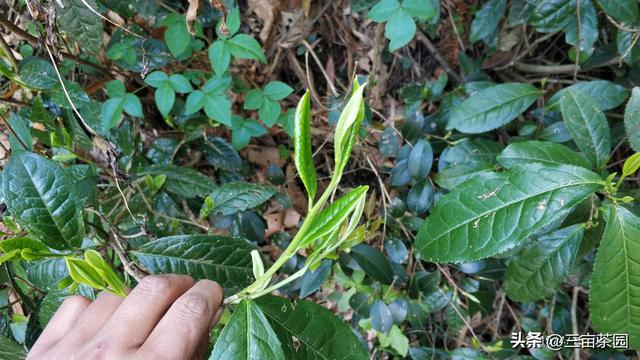 茶叶种植需不需需要施肥，老祖宗总结的这句话就给我们答案了