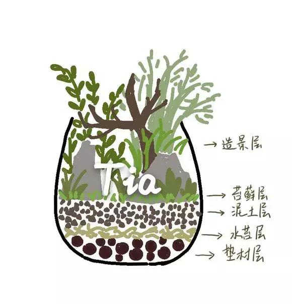 在楼下挖了点苔藓，1个月养成微景观，邻居都来学！