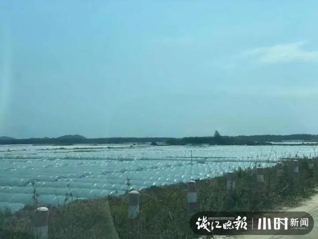 年赚600万？浙江男子跑到海南种西瓜，收入亮了：20年来第一次遇到