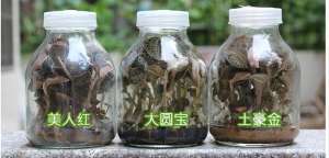 金线莲家里种植方法(地道金线莲原生态种植方法)