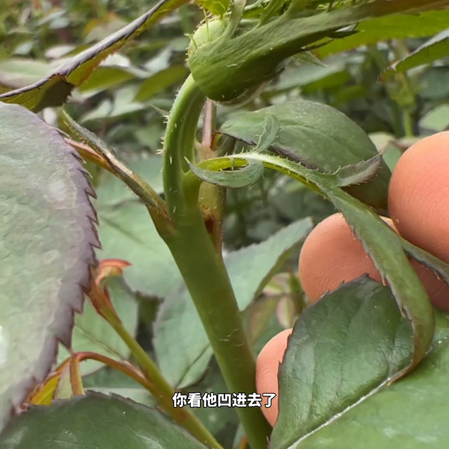 玫瑰花种植管理日常#月季