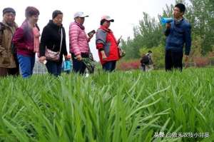 韭菜种子怎么种植方法(韭菜种植几年后需要重栽？播种和移栽哪种方法好？韭菜啥时间种？)