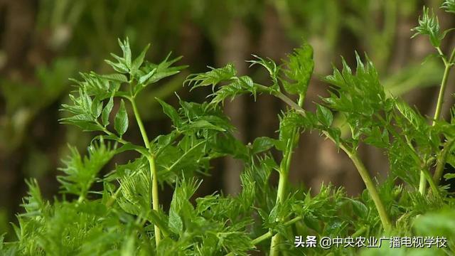 【田间示范秀】让刺嫩芽出好芽