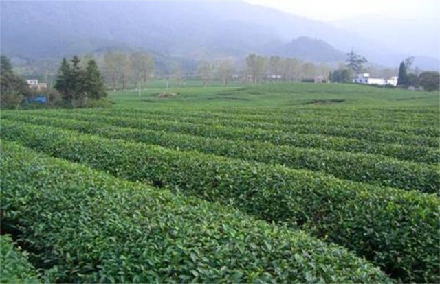 茶叶的种植技术及种植前景分析